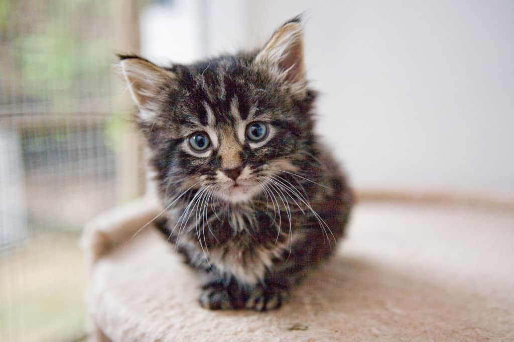 gray kitten in focus cute