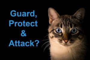 gray white cat to protect, guard and attack