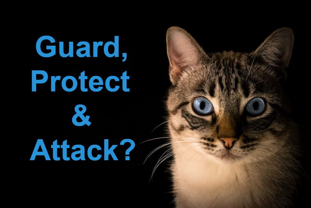 gray white cat to protect, guard and attack