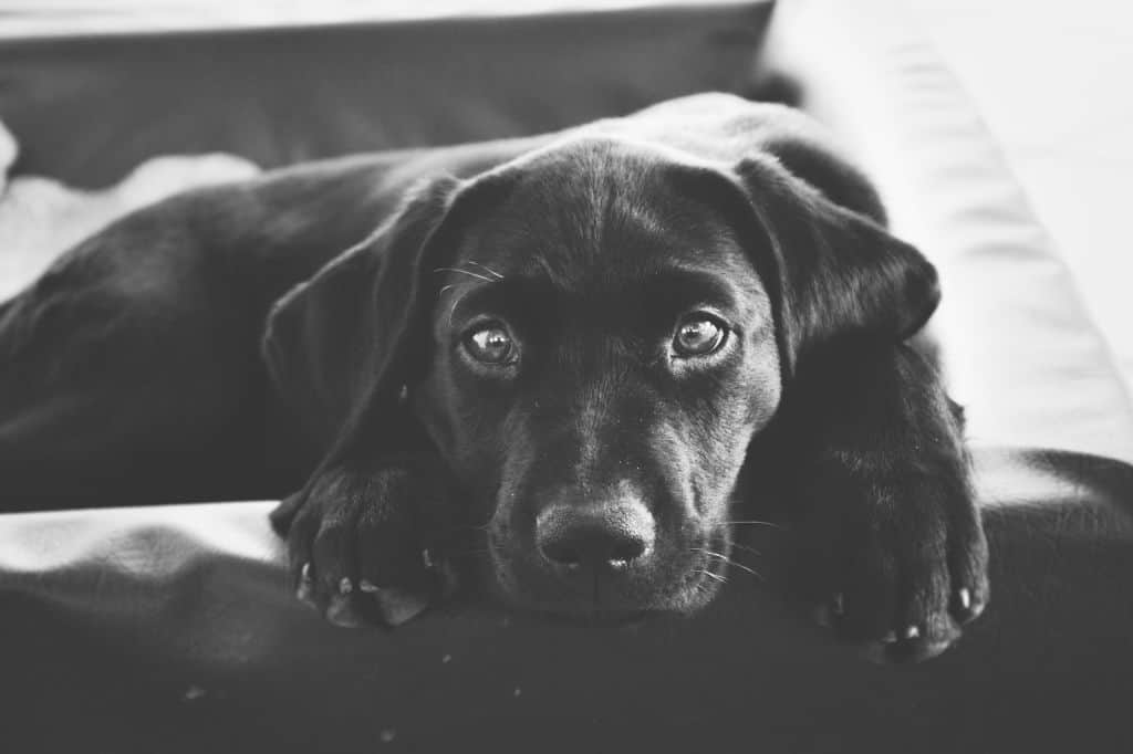 grayscale photo of a black dog sitting on bed