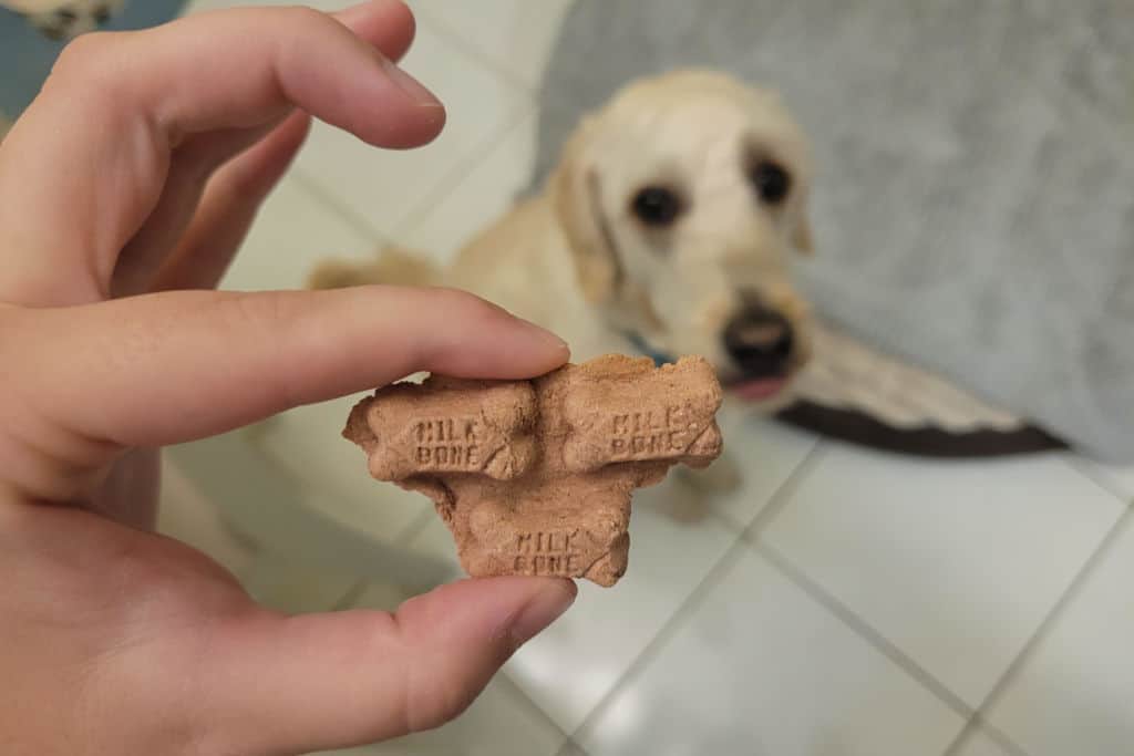 holding a part of milk bone in hand above dog