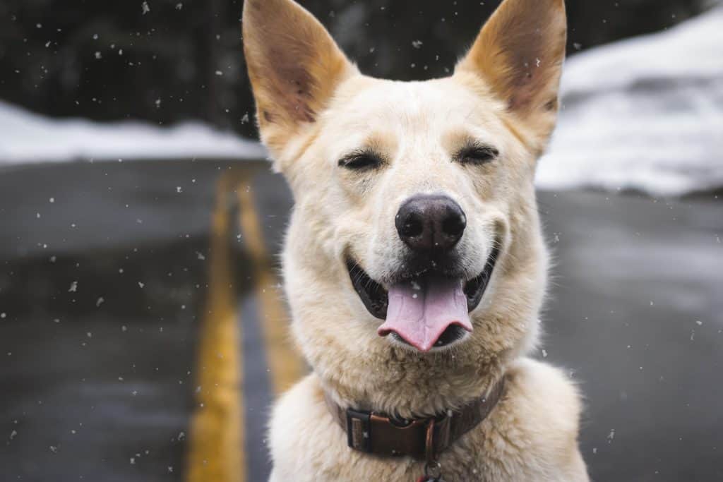 husky on the road looking happy in the snow