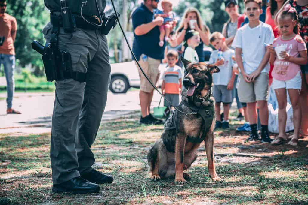 k9 german shephard standing next to handler