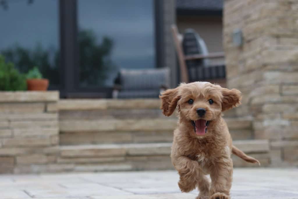 long-coated brown puppy running outside