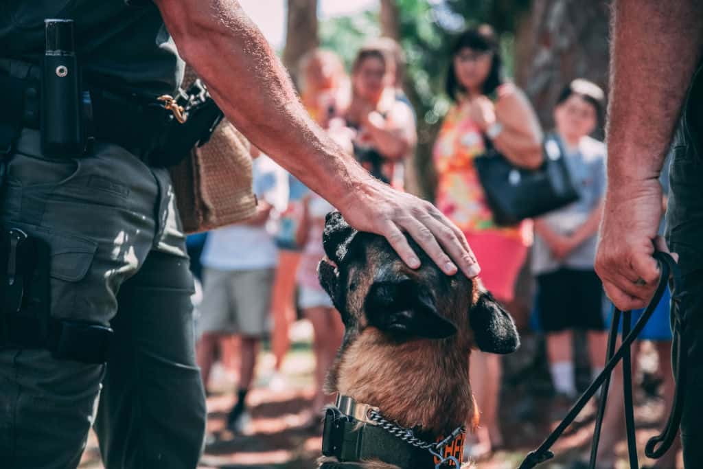 man holding police dog in training