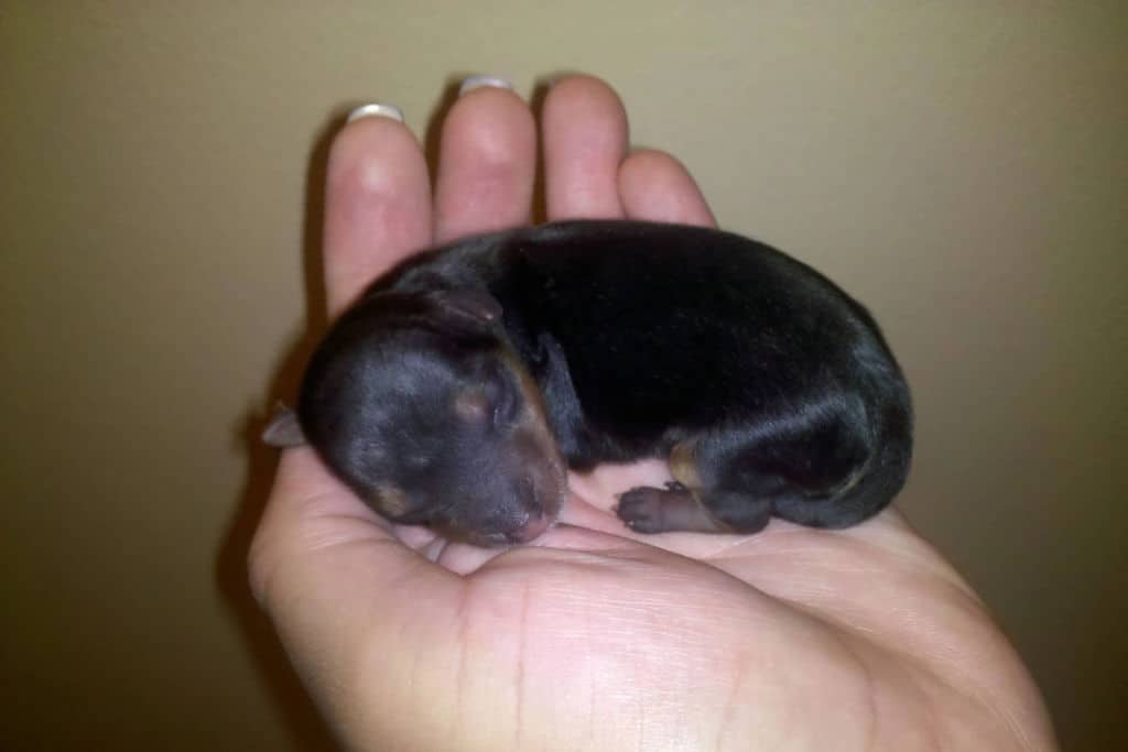 newborn yorkie puppy sleeping on human hand
