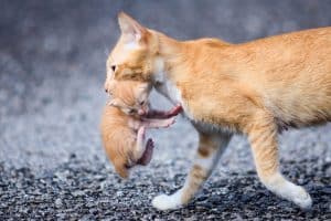 orange cat carrying a kitten