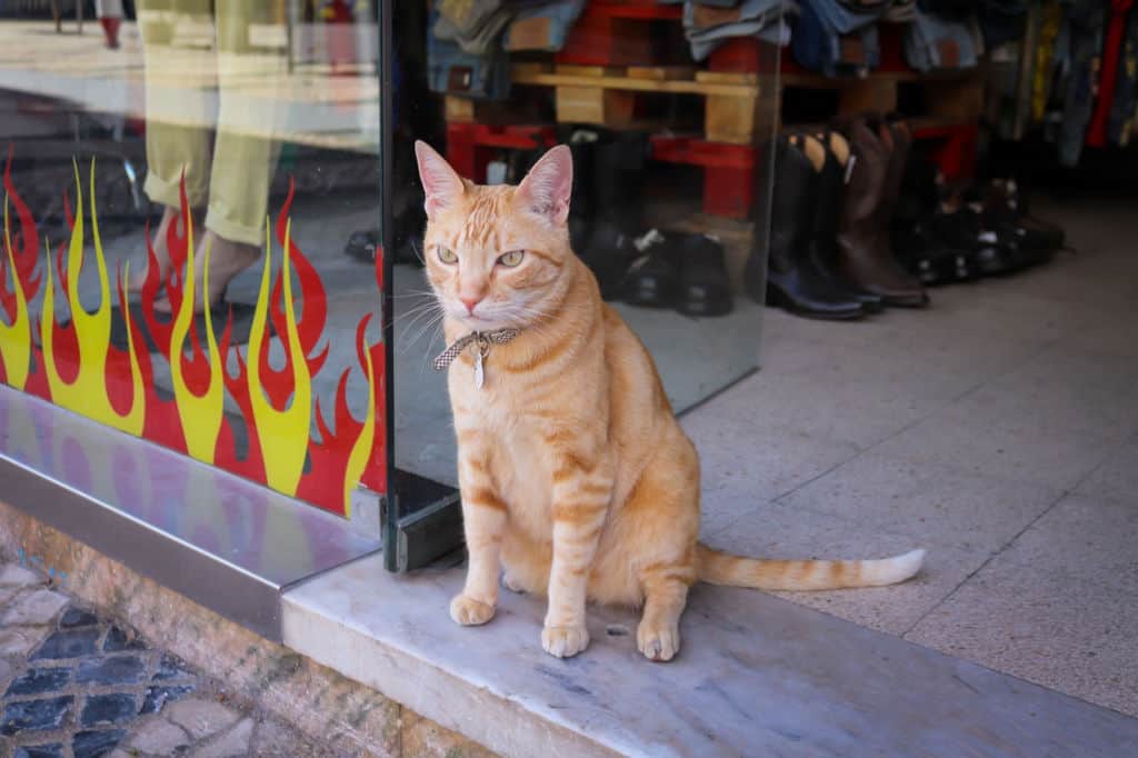 orange cat guarding business entrance
