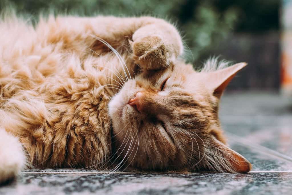 orange persian cat on the ground