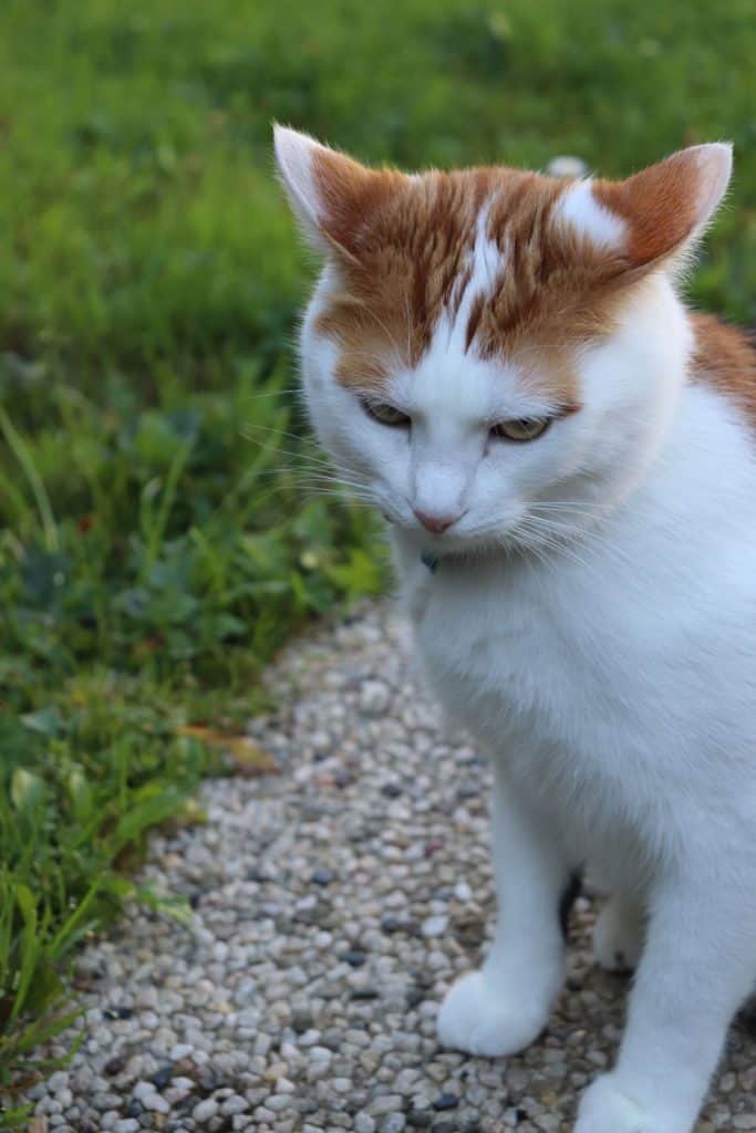 orange white cat looks mad