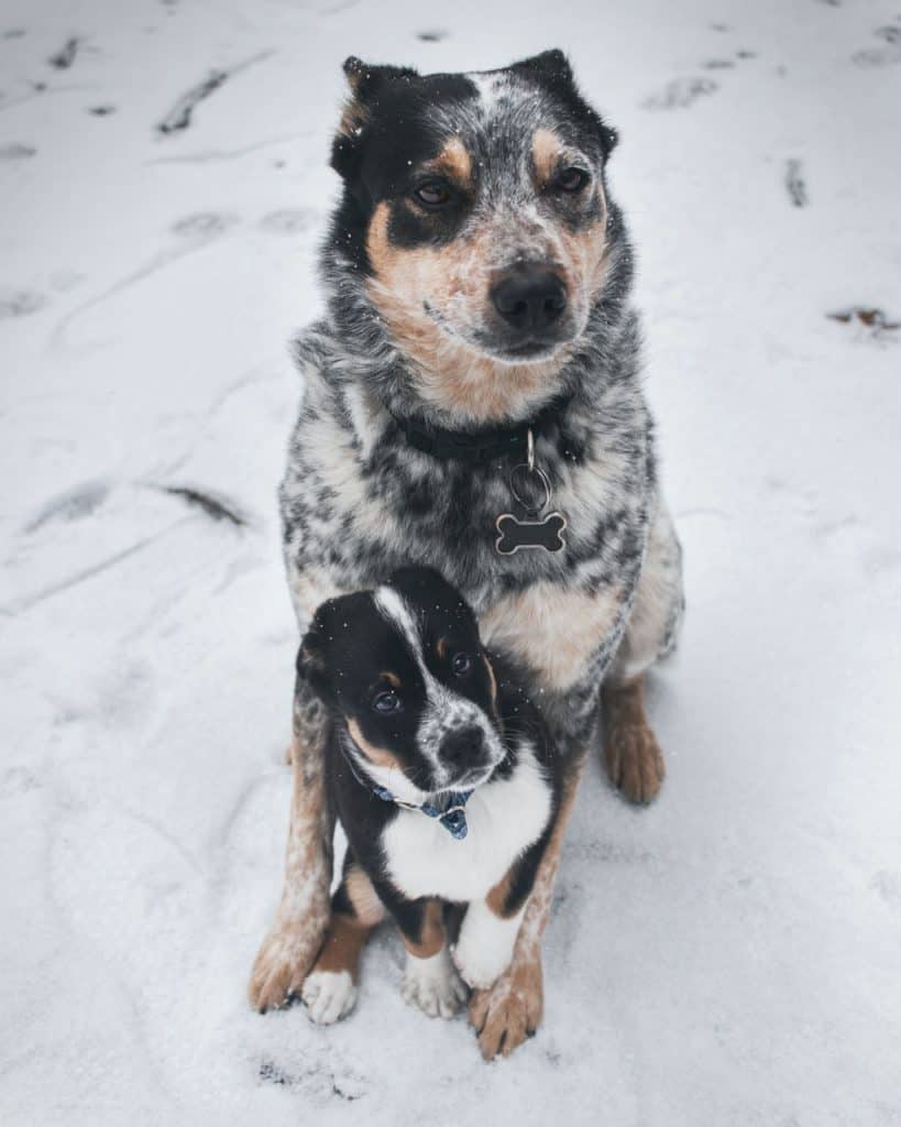 parent dog covering puppy with chest in snow