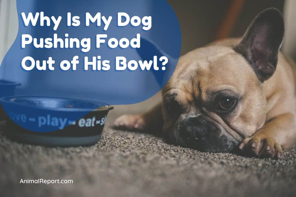 How to Stop Dog From Pushing Food Out of Bowl?
