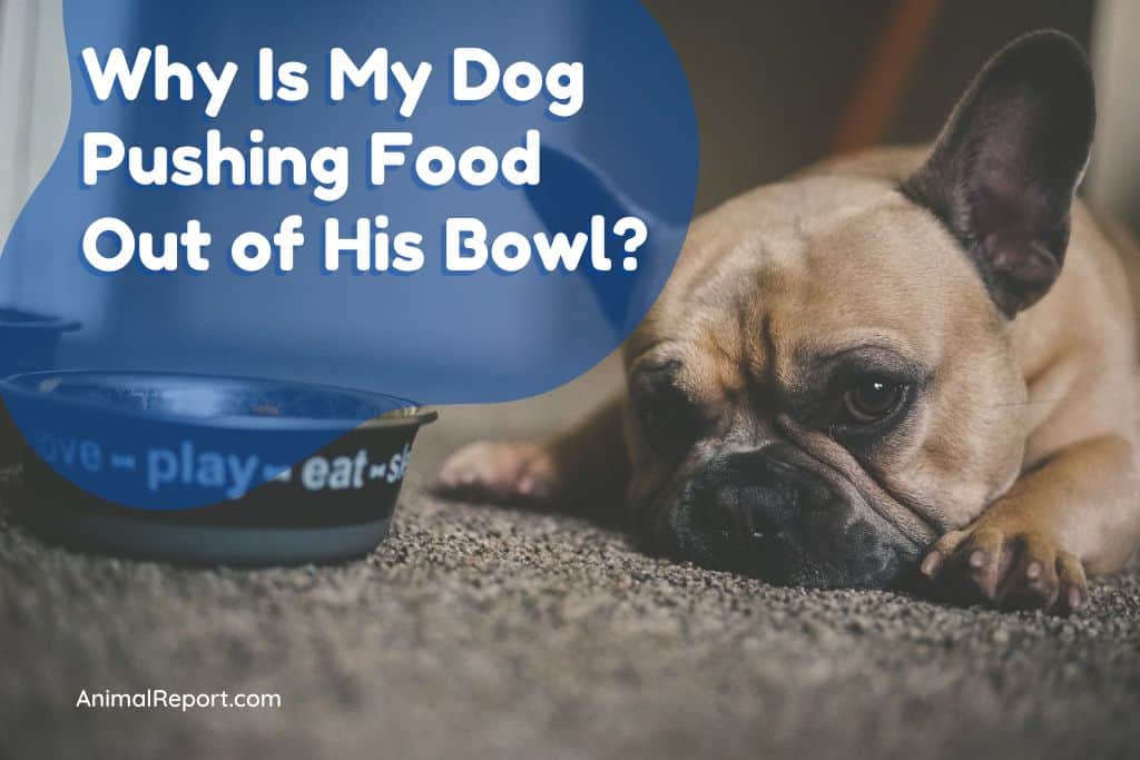 dog pushing water into food bowl