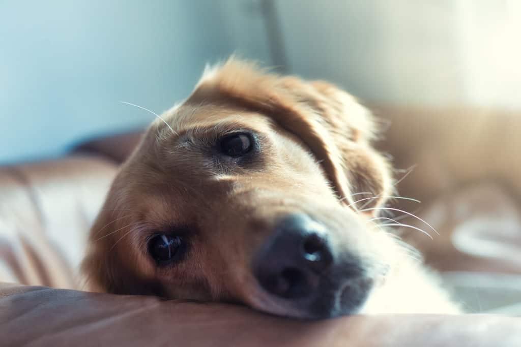 sad golden retriever lying on bed