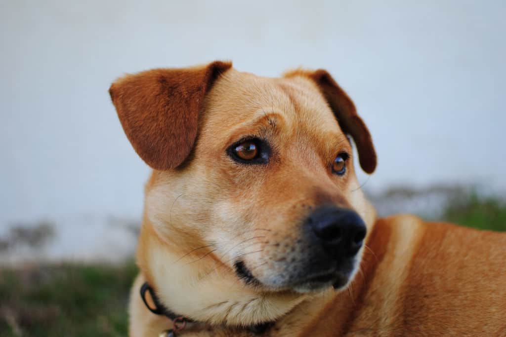 short coat brown dog