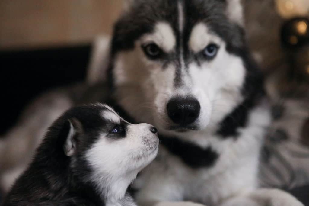 siberian husky parent and puppy