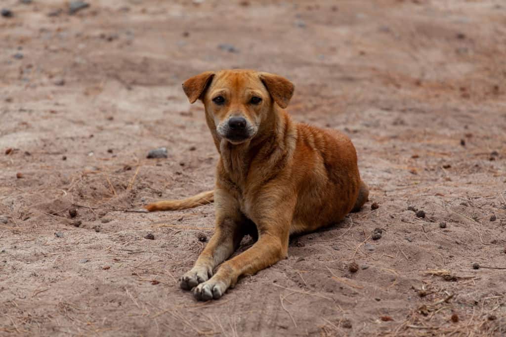 stray dog on the beach lying