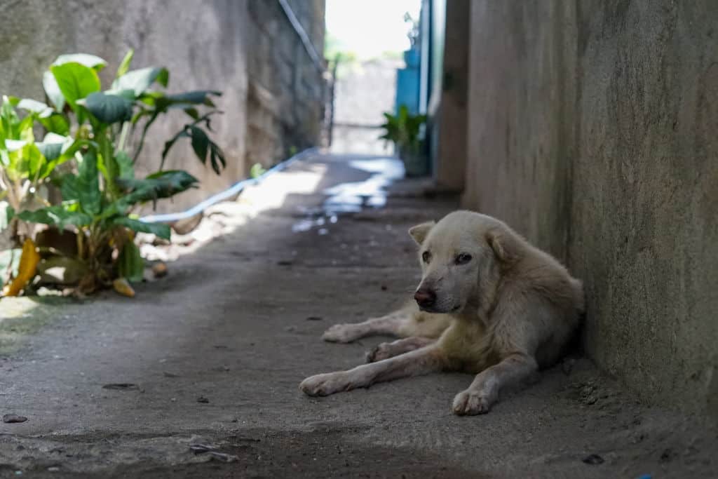 stray white dog lying outside next to building