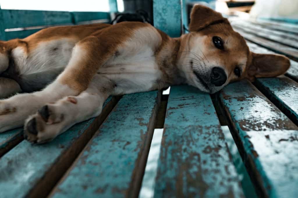 tan and white dog lying down on planks