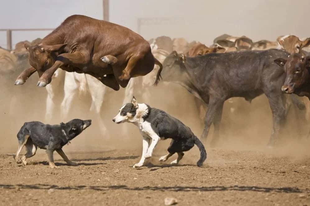 the quick brown cow jumps over the herding dog