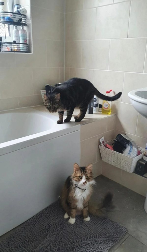 two cats in bathroom