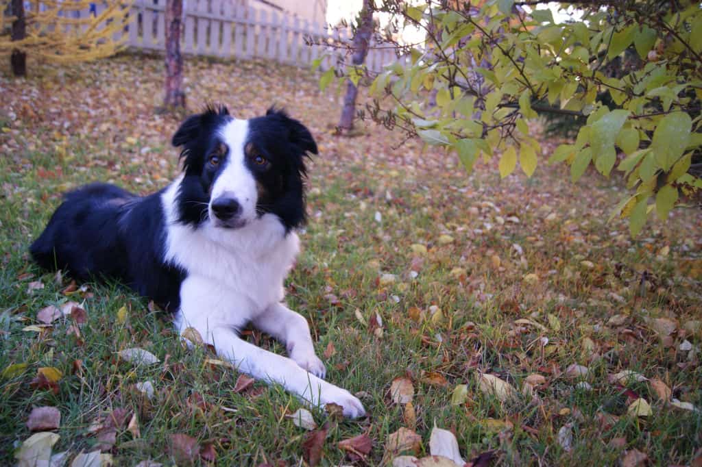 white and black border collie lying on the grass in the yard