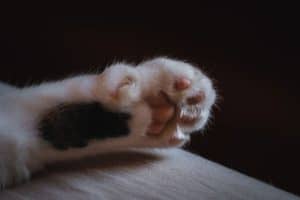 white and black cat paw