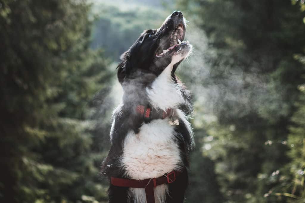 white and black dog breahing outside