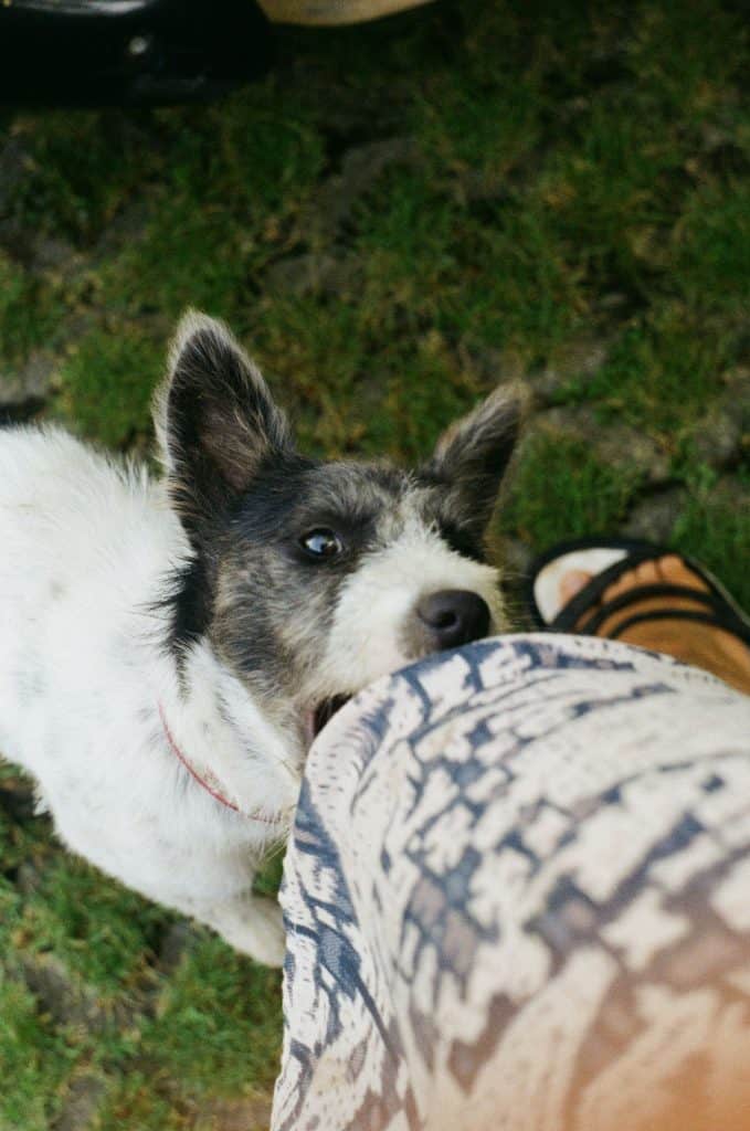 white and black dog on grass biting human leg