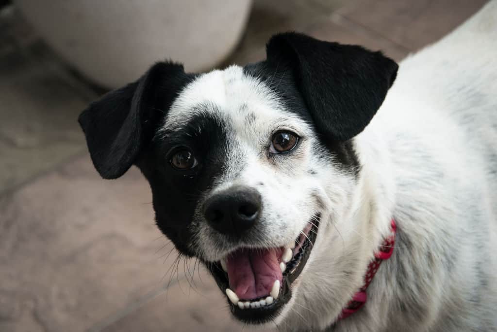 white and black dog showing teeth