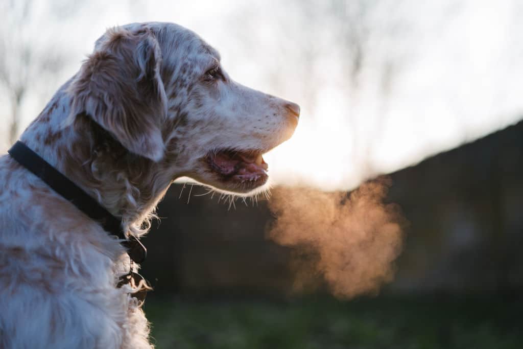 white and brown dog breathing