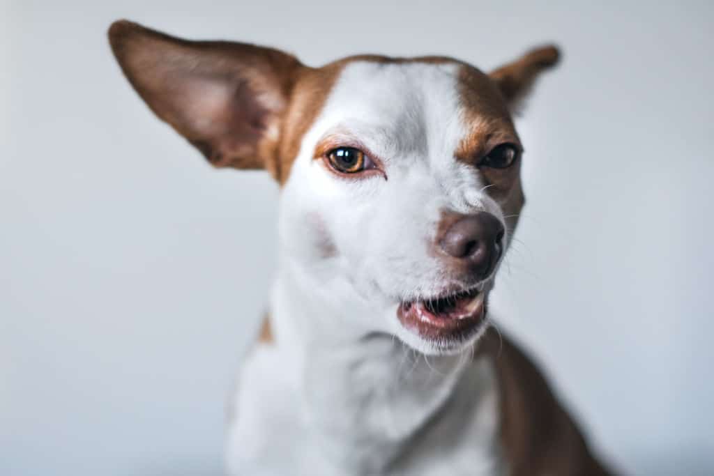 white and brown dog looking annoyed or sneezing