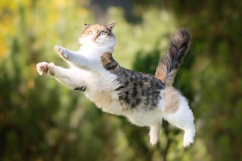 white black and brown cat in mid jump