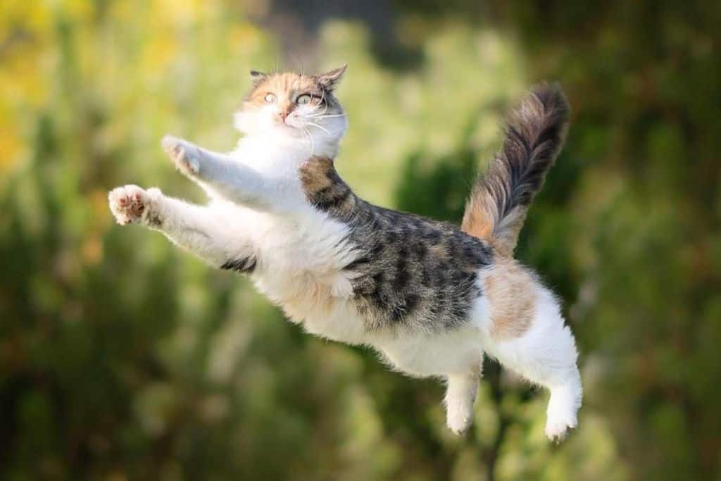 Why Do Cats Jump High When Scared? (the simple truth)