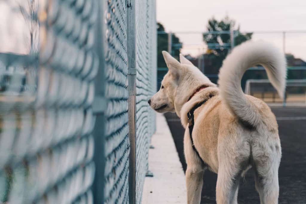 white dog standing next to fence with big tail