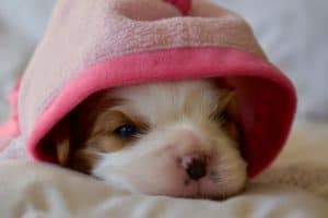 white puppy under pink blanket