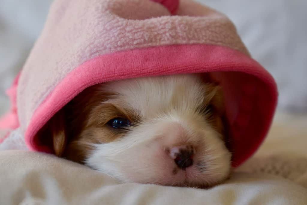 white puppy under pink blanket