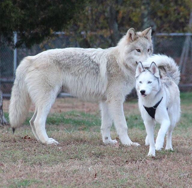 wolf vs husky size comparison