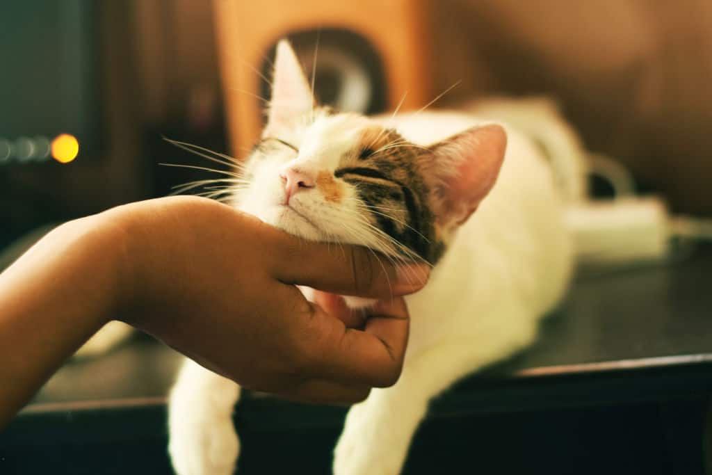 woman hand scratching a cute cat focus