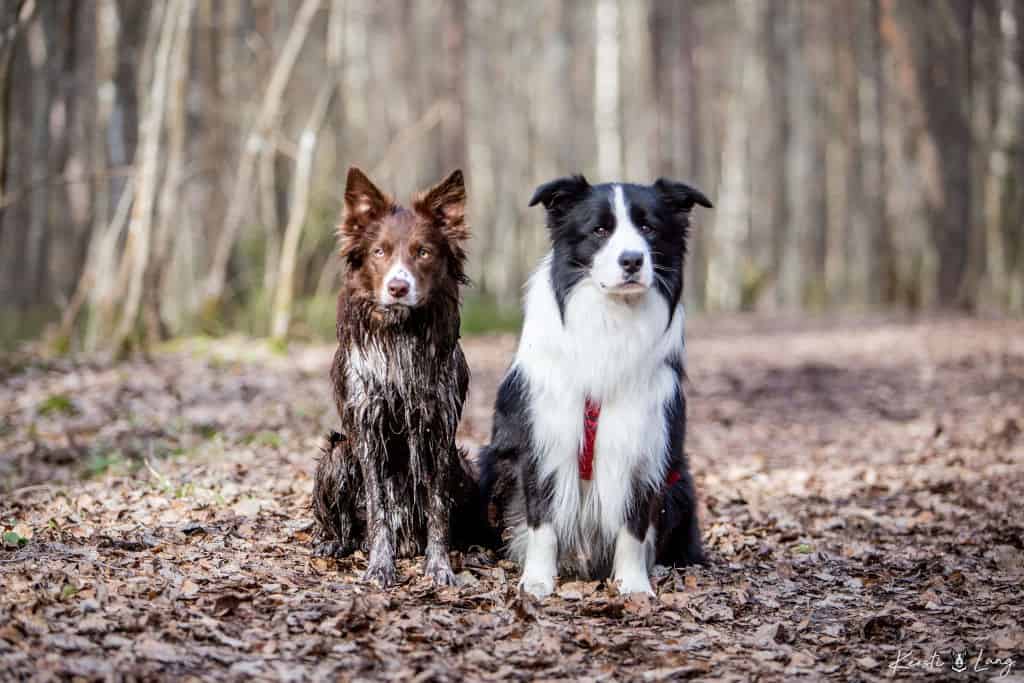 working line collie vs show line collie
