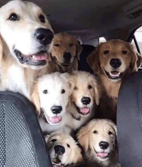 7 white dogs in a van being happy