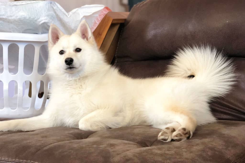 American eskimo dog sitting on a couch