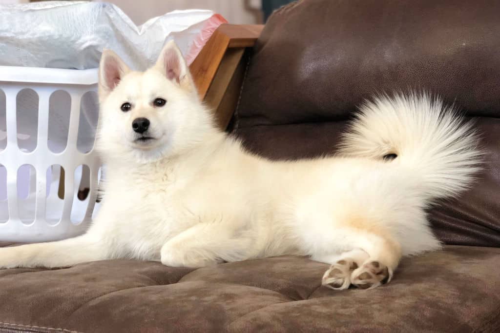 american eskimo dogshedding a lot