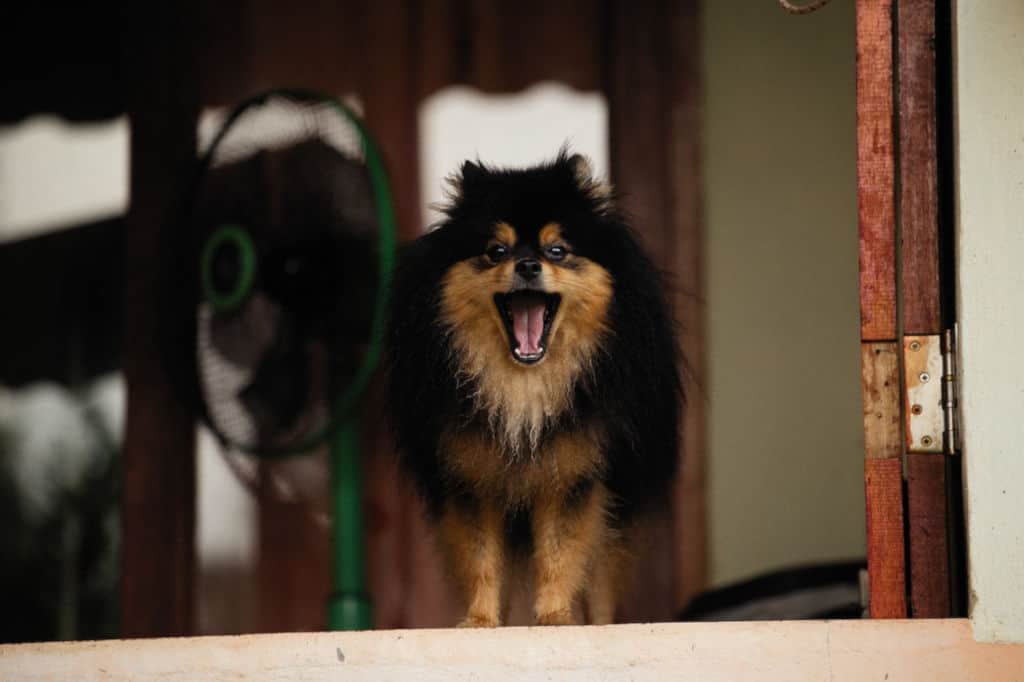 Black and brown long coated dog at porch