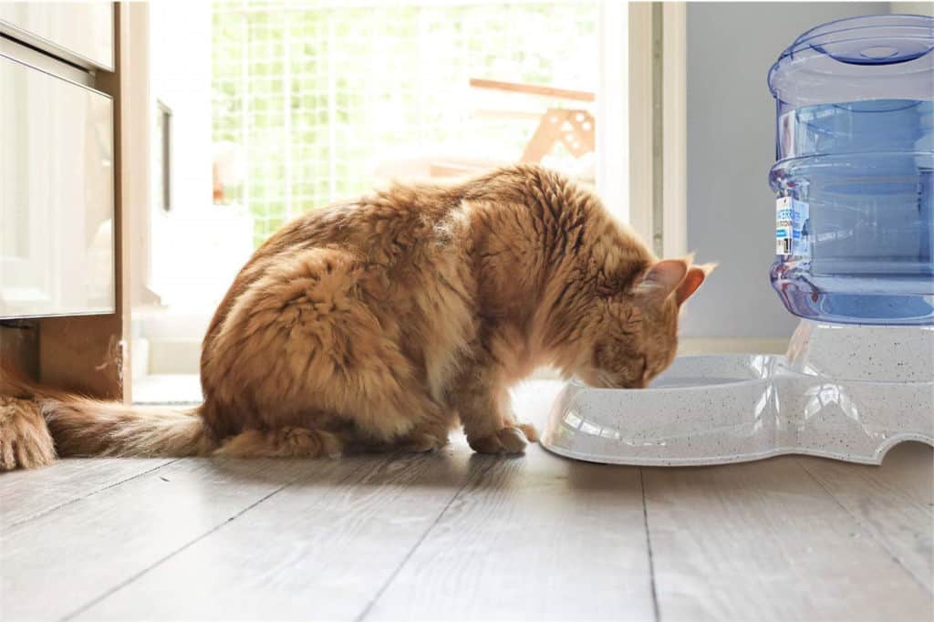Cat drinking form a water dispenser