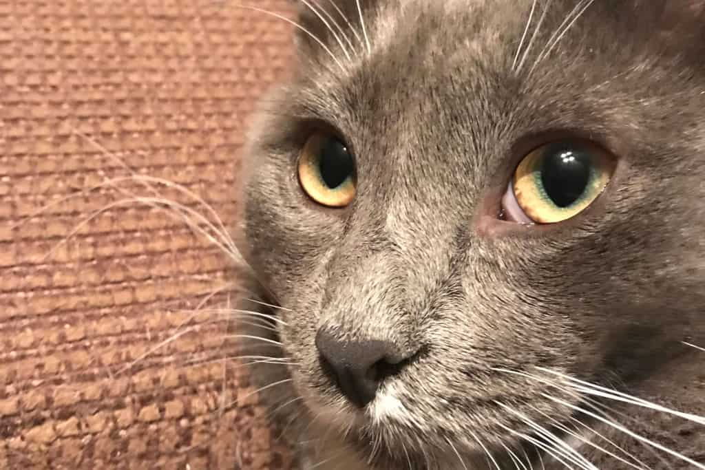 Is It Normal for Cats to Have Gray Eyes? (do colors change)