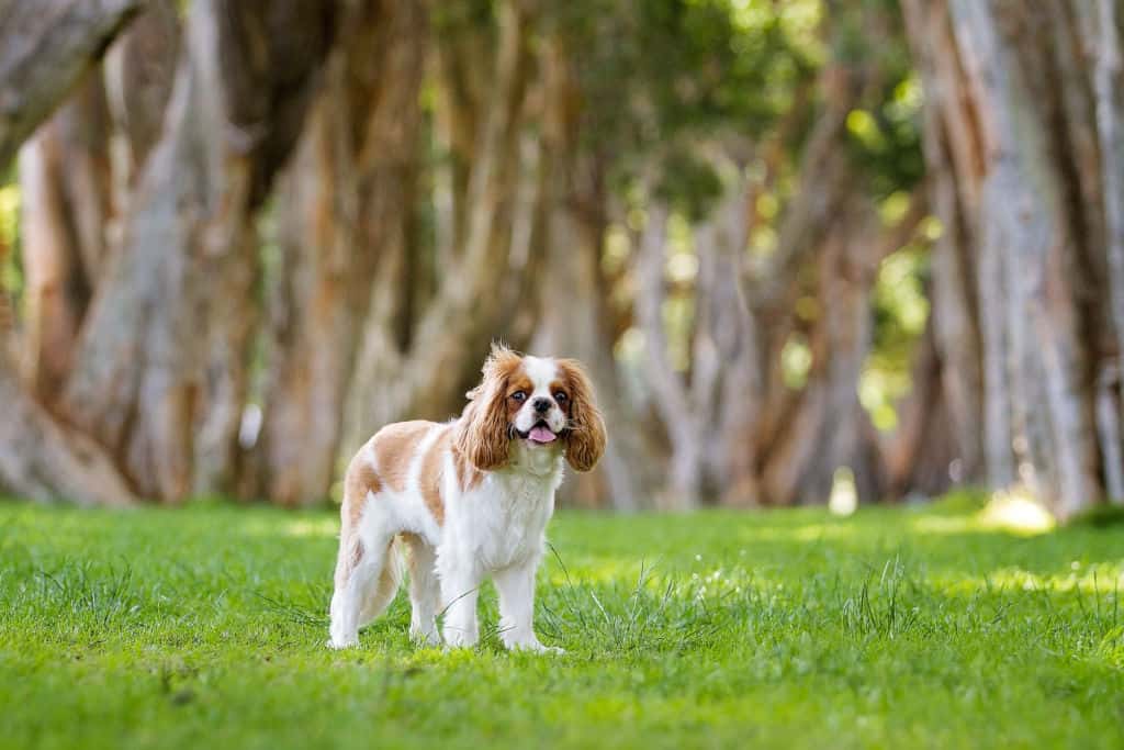 Cavalier King Charles Spaniel standing in the park on the grass