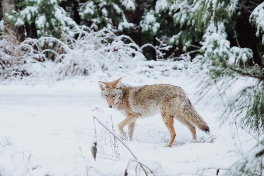 Coyote walking in the snow forest