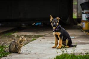 German shepherd and a stray cat next to each other