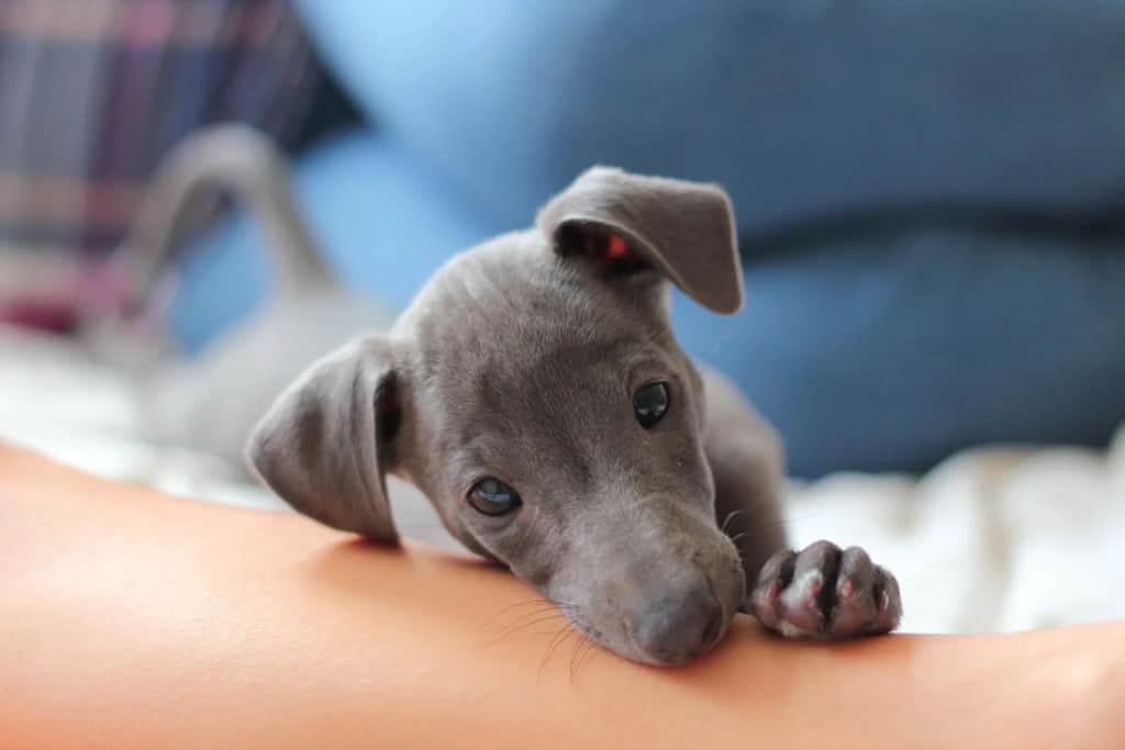 Italian Greyhound puppy at 3 weeks old